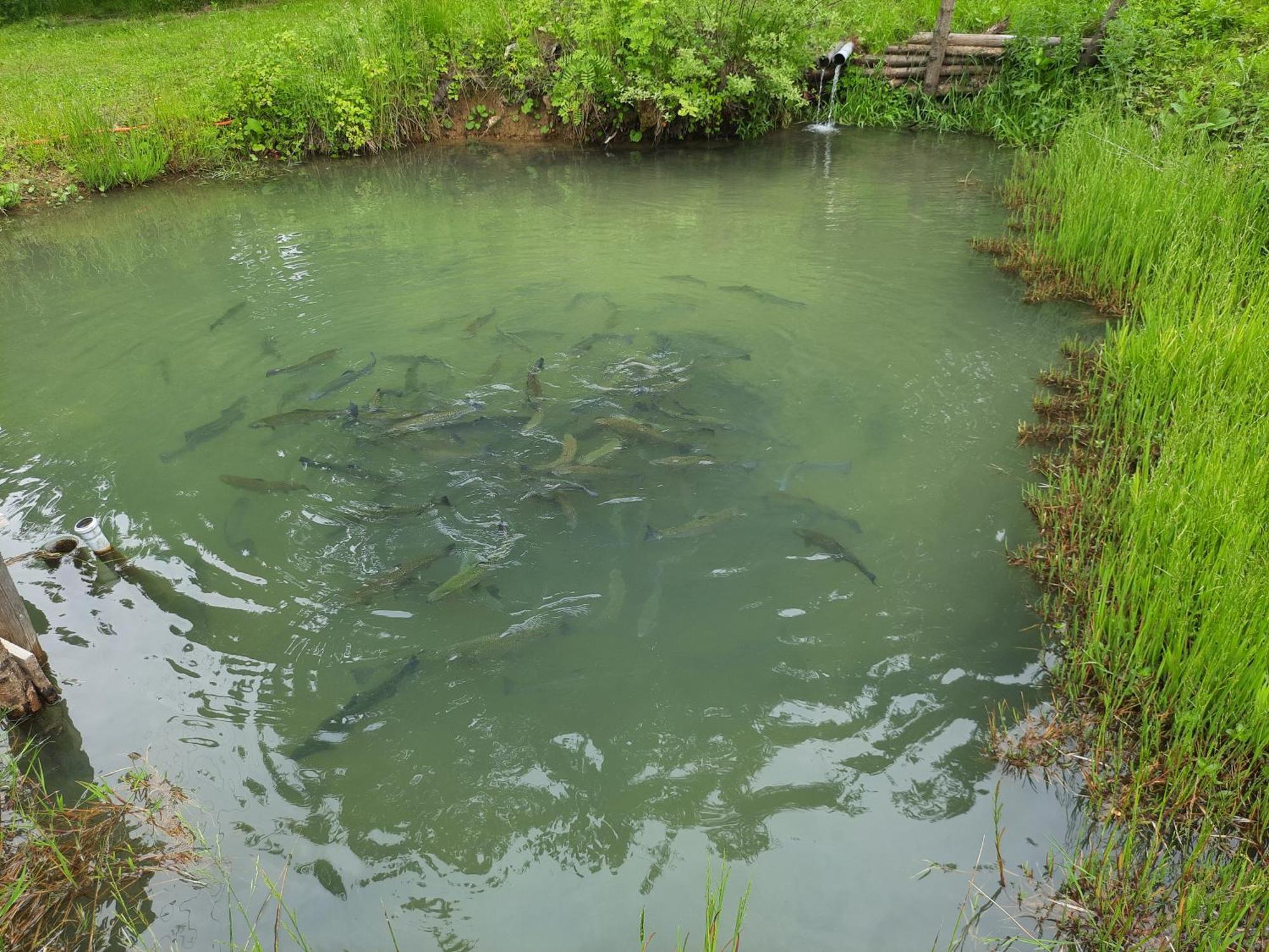 Pokoje U Juroszka อิสเตบนา ภายนอก รูปภาพ